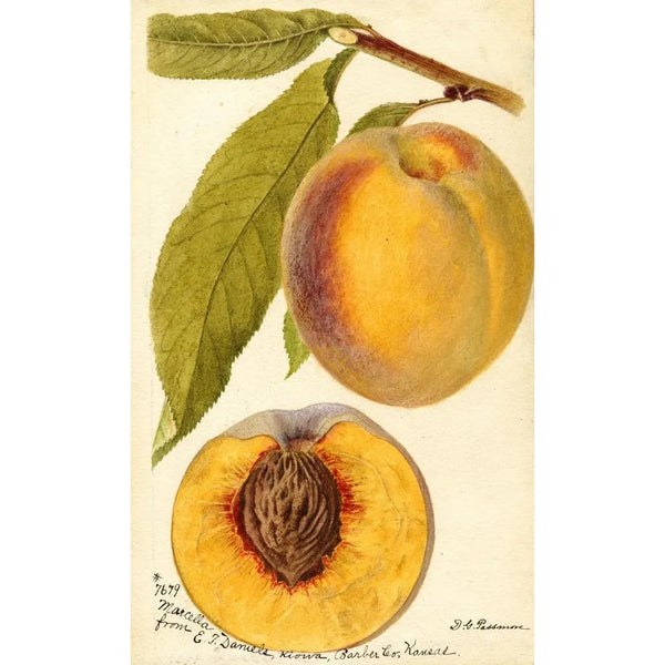 Prunus persica Marcella - Deborah Griscom Passmore — kehystetty taideteos seinällä