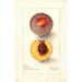 Maalauksen jäljennös Prunus persica Micado - Deborah Griscom Passmore