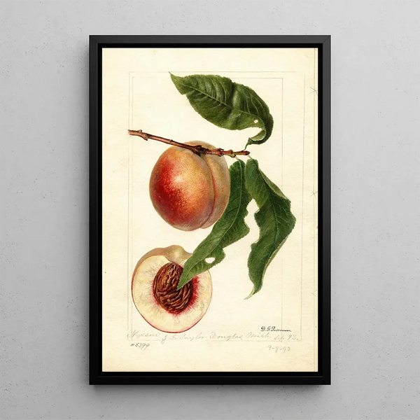 Prunus persica Nysson - Deborah Griscom Passmore — kehystetty taideteos seinällä