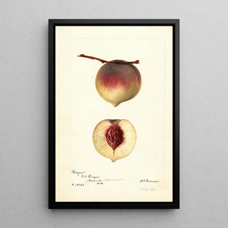 Deborah Griscom Passmore - Prunus persica Rodgers.webp