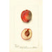 Maalauksen jäljennös Prunus persica Yum Yum - Deborah Griscom Passmore