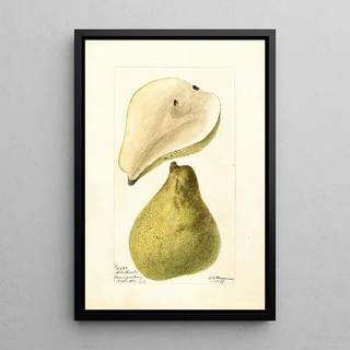 Deborah Griscom Passmore - Pyrus communis Arbre Courbe.webp