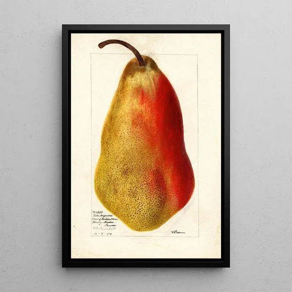 Maalauksen jäljennös Pyrus communis Belle Angevine - Deborah Griscom Passmore