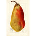 Maalauksen jäljennös Pyrus communis Belle Angevine - Deborah Griscom Passmore