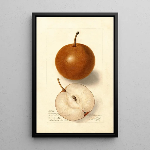 Maalauksen jäljennös Pyrus communis Canners Japan - Deborah Griscom Passmore