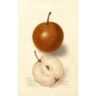 Deborah Griscom Passmore - Pyrus communis Canners Japan.webp