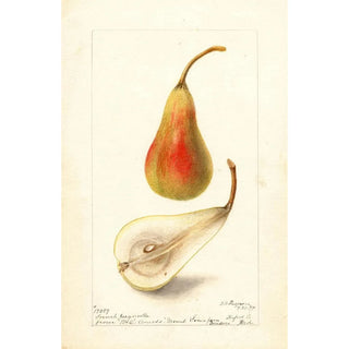 Deborah Griscom Passmore - Pyrus communis French Jargonelle.webp