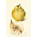 Pyrus communis Johnsons Nimetön Talvi - Deborah Griscom Passmore — näkymä teoksesta