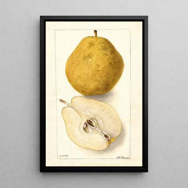 Pyrus communis Kieffer - Deborah Griscom Passmore — kehystetty taideteos seinällä