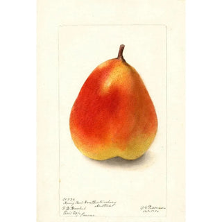 Deborah Griscom Passmore - Pyrus communis Konig Karl von Wurttemberg.webp