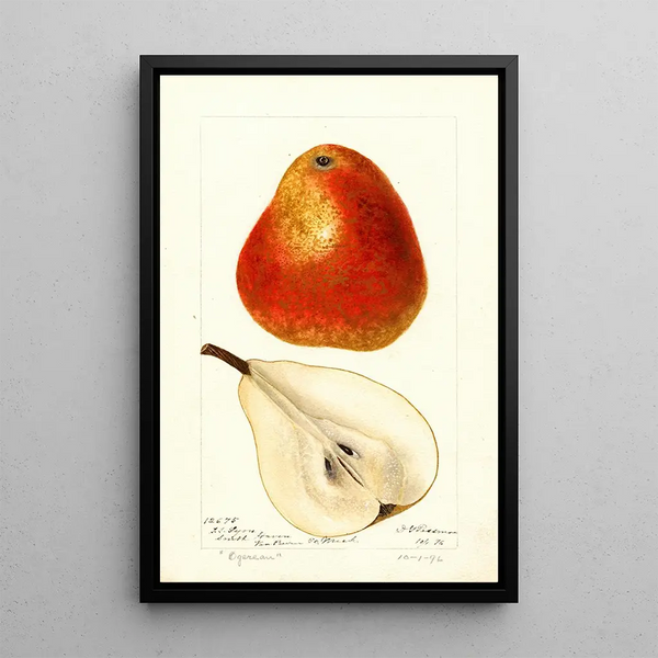 Maalauksen jäljennös Ogerean Pyrus communis - Deborah Griscom Passmore