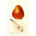 Maalauksen jäljennös Ogerean Pyrus communis - Deborah Griscom Passmore