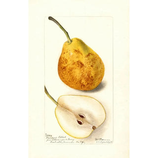 Deborah Griscom Passmore - Pyrus communis President Gilbert.webp