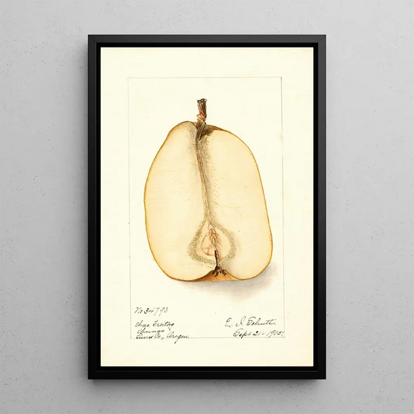 Maalauksen jäljennös Pyrus communis Souvenir du Congrès - Deborah Griscom Passmore