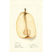 Maalauksen jäljennös Pyrus communis Souvenir du Congrès - Deborah Griscom Passmore