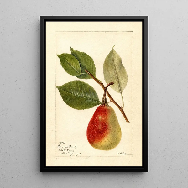 Maalauksen jäljennös Pyrus communis Kesän kauneus - Deborah Griscom Passmore