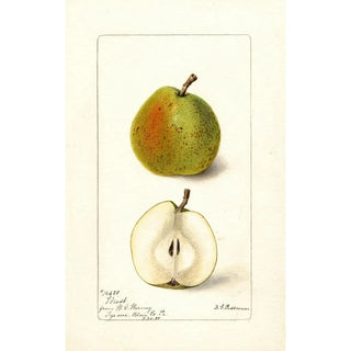 Deborah Griscom Passmore - Pyrus communis Wiest.webp