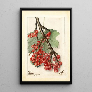 Deborah Griscom Passmore - Ribes Perfection.webp