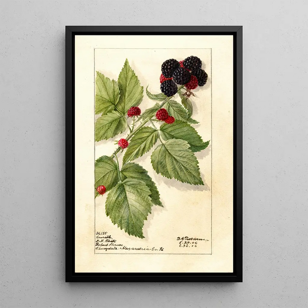 Maalauksen jäljennös Rubus Conrath - Deborah Griscom Passmore