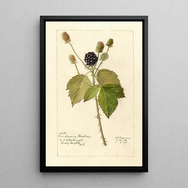 Maalauksen jäljennös Rubus Everblooming - Deborah Griscom Passmore