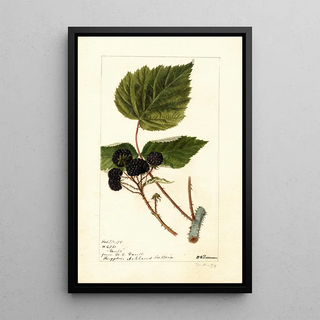 Deborah Griscom Passmore - Rubus Gault.webp