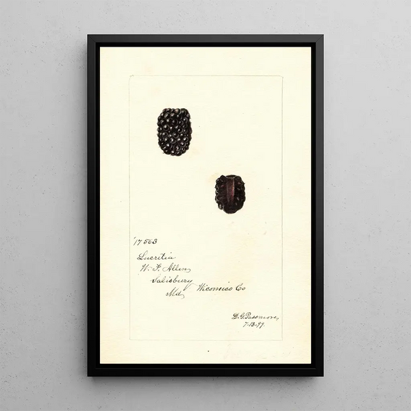 Rubus Lucretia - Deborah Griscom Passmore — kehystetty taideteos seinällä