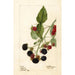 Rubus Récompense - Deborah Griscom Passmore — näkymä teoksesta
