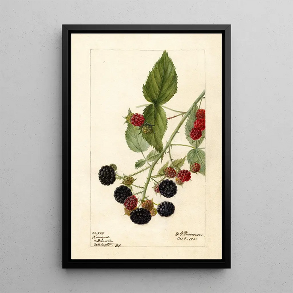Rubus Récompense - Deborah Griscom Passmore — kehystetty taideteos seinällä