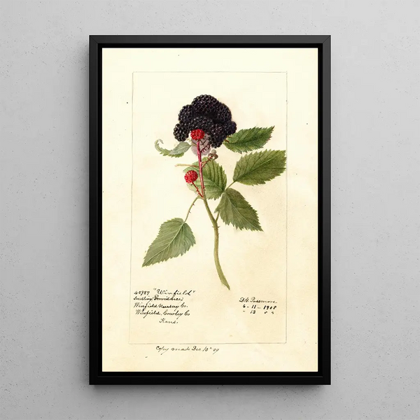 Maalauksen jäljennös Rubus Winfield - Deborah Griscom Passmore