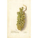 Vitis-maalaus - Deborah Griscom Passmore — näkymä teoksesta