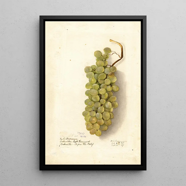 Vitis-maalaus - Deborah Griscom Passmore — kehystetty taideteos seinällä