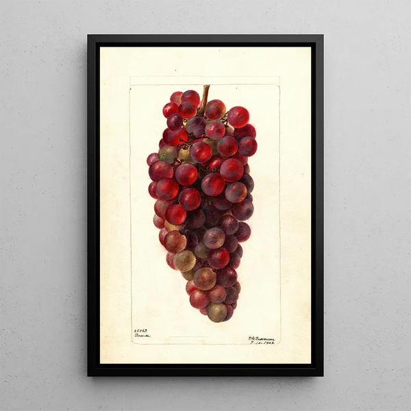 Vitis Bauch - Deborah Griscom Passmore — kehystetty taideteos seinällä