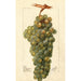 Vitis Icicle - Deborah Griscom Passmore — näkymä teoksesta