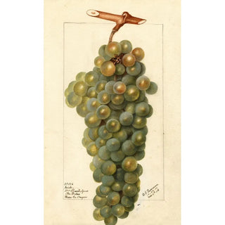 Deborah Griscom Passmore - Vitis Icicle.webp