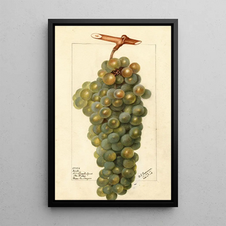 Deborah Griscom Passmore - Vitis Icicle.webp