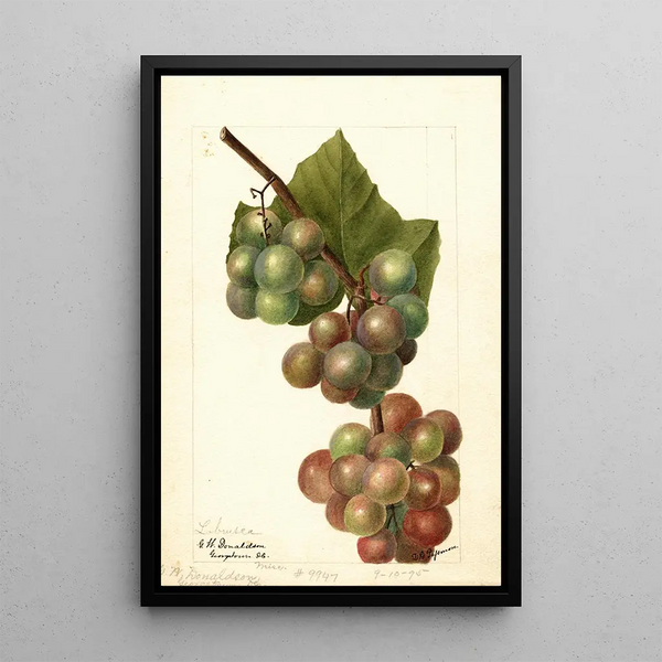 Maalauksen jäljennös Vitis Labrusca - Deborah Griscom Passmore