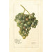 Vitis Lady Washington - Deborah Griscom Passmore — näkymä teoksesta