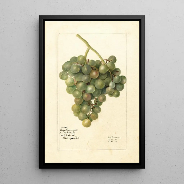 Vitis Lady Washington - Deborah Griscom Passmore — kehystetty taideteos seinällä