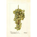 Vitis Madeleine Blanche de Jacques - Deborah Griscom Passmore — näkymä teoksesta