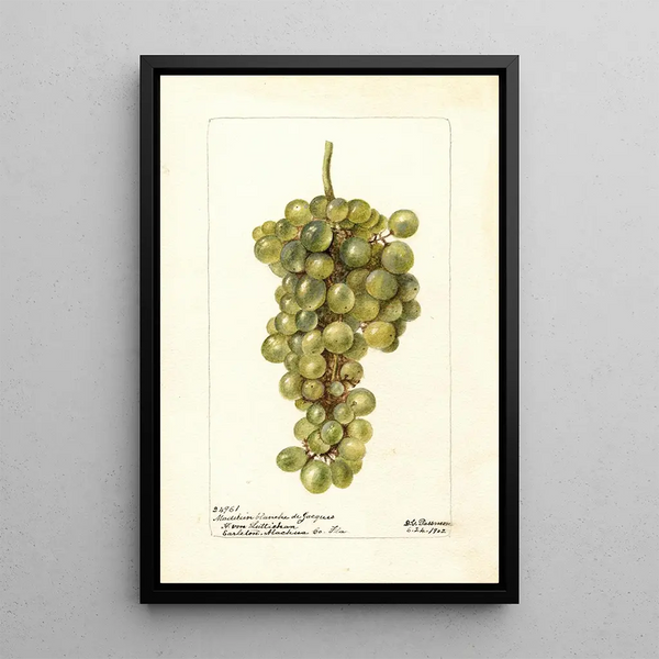 Vitis Madeleine Blanche de Jacques - Deborah Griscom Passmore — kehystetty taideteos seinällä