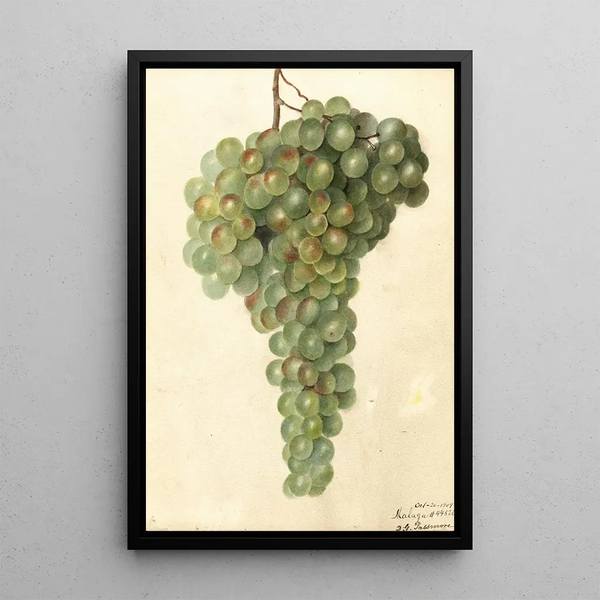 Vitis Malaga - Deborah Griscom Passmore — kehystetty taideteos seinällä