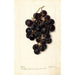 Vitis Merceron - Deborah Griscom Passmore — näkymä teoksesta