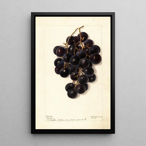 Vitis Merceron - Deborah Griscom Passmore — kehystetty taideteos seinällä