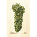 Vitis Sauvignon Vert - Deborah Griscom Passmore — näkymä teoksesta