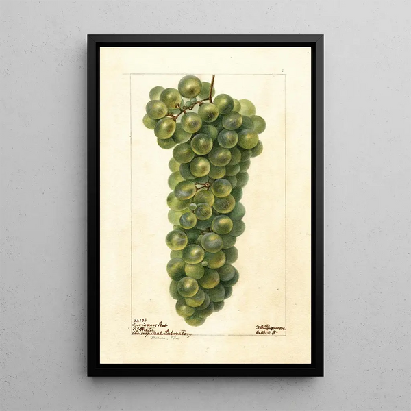 Vitis Sauvignon Vert - Deborah Griscom Passmore — kehystetty taideteos seinällä