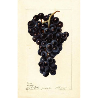 Deborah Griscom Passmore - Vitis Superb.webp
