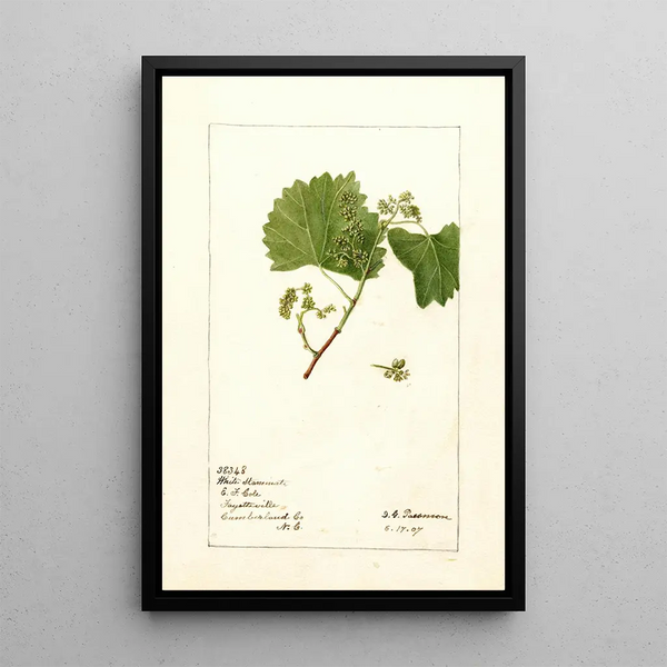 Vitis White Staminate - Deborah Griscom Passmore — kehystetty taideteos seinällä