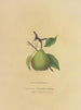 Beurre Giffard Pear - Dellon Marcus Dewey — näkymä teoksesta