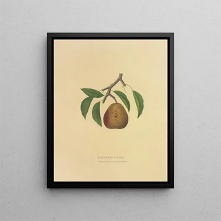 Dellon Marcus Dewey - Buffum Pear.webp