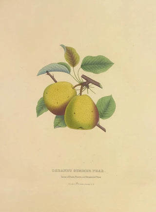 Dellon Marcus Dewey - Osbands Summer Pear.webp